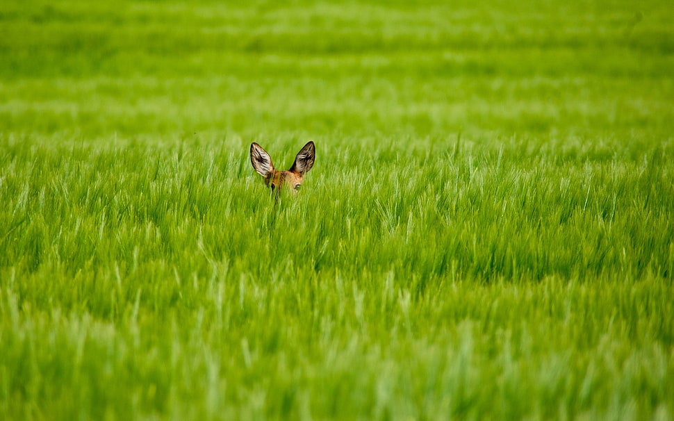 green grass field HD wallpaper